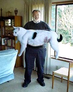 One (1) large pussy.