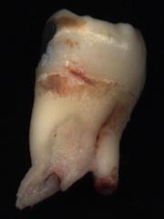 Toof, front view.